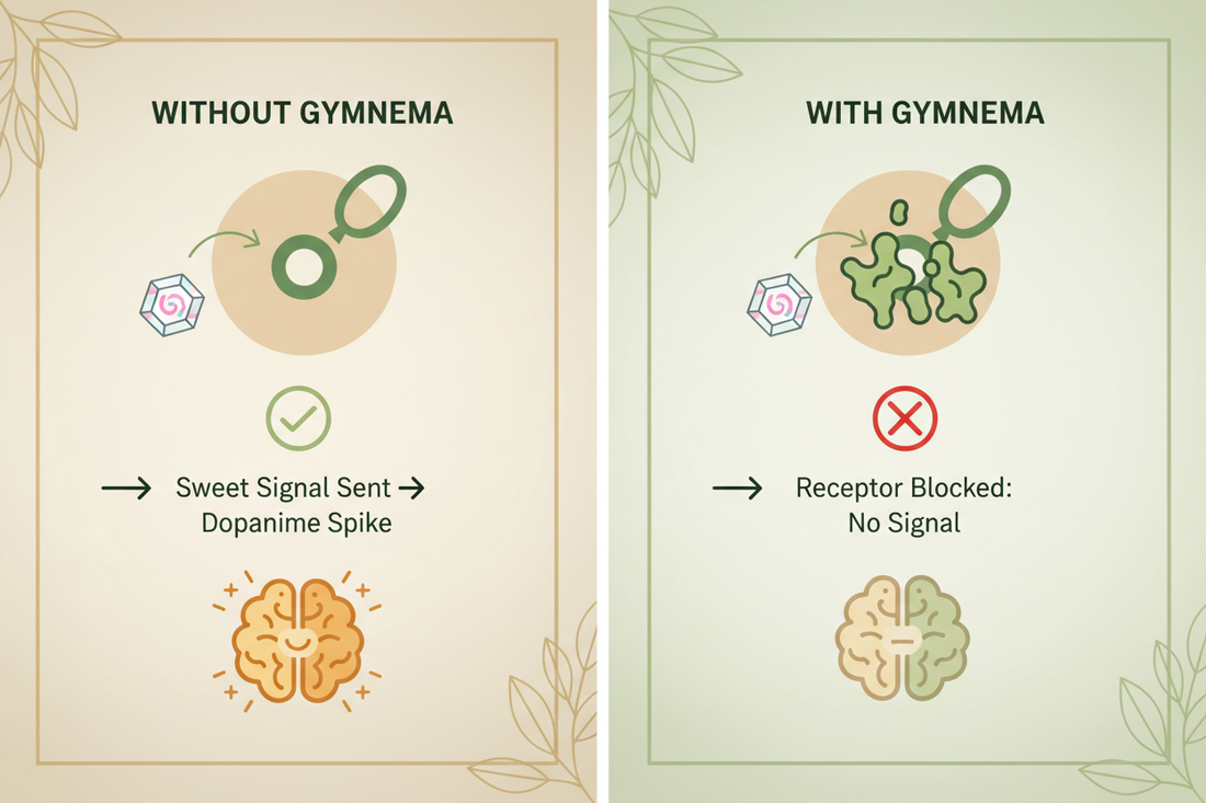 Picture of Brain signal without Gymnema and with Gymnema