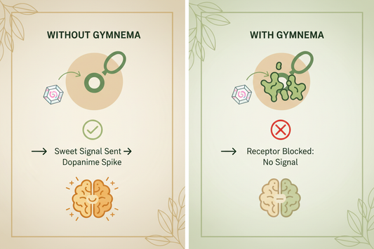 Picture of Brain signal without Gymnema and with Gymnema