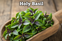 Holy Basil