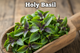 Holy Basil