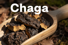 Chaga