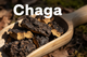 Chaga