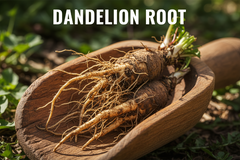 Dandelion Root