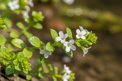 Bacopa