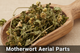 Motherwort