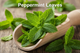Peppermint