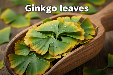Produce an enlarged photo realistic vivid image of Ginkgo leaves  in a wooden scoop, add a bold caption "Ginkgo leaves "