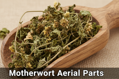 Produce an enlarged photo realistic vivid image of Motherwort Aerial Parts in a wooden scoop, add a bold caption "Motherwort Aerial Parts "